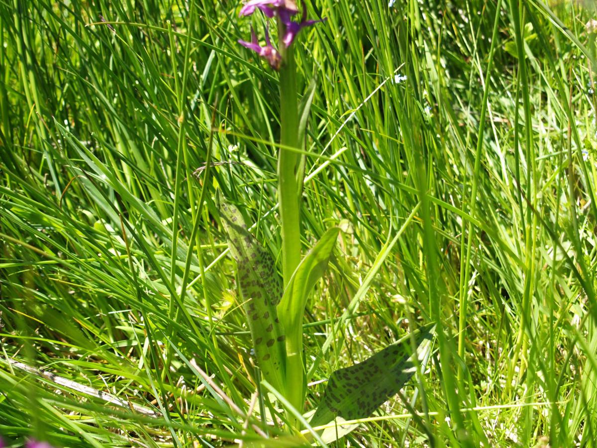 Orchid, Broad-leaved Marsh leaf